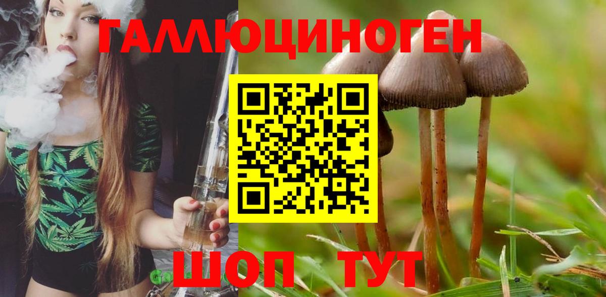 Галлюциногенные грибы Psilocybe  Вход с VPN  Юрга 